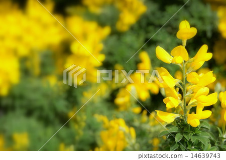 春天叫Enishida 春天叫Enishida 14639743