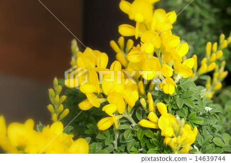 春天叫Enishida 14639744