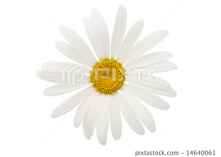 chamomile flower chamomile flower 14640061