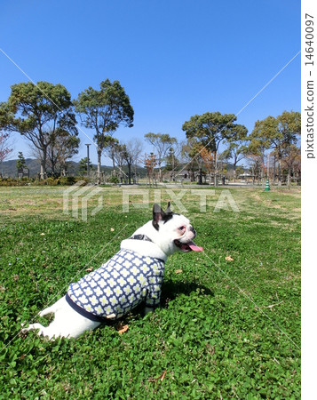 French bulldog for a moment break 14640097