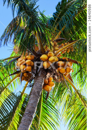 Coconuts on a palm tree Coconuts on a palm tree 14640986