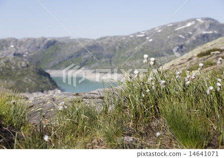 Common cottongrass (Hordaland, Norway) 14641071
