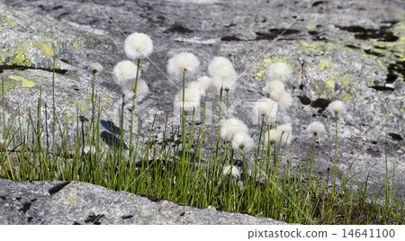 Common cottongrass (Eriophorum angustifolium) 14641100