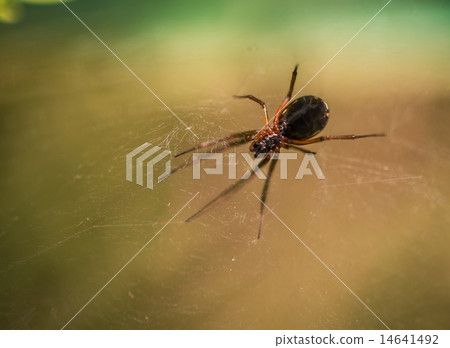 insect spider close-up insect spider close-up 14641492