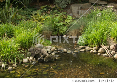 Rocky stream running through thick green foliage Rocky stream running through thick green foliage 14641712