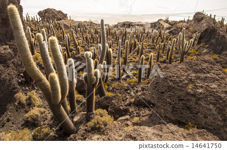 Cacti in Salar de Uyuni 14641750