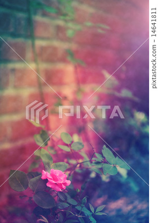  Pink rose in the garden 14641811
