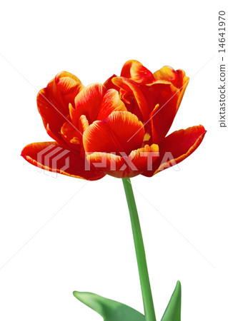 Parrot tulip 14641970