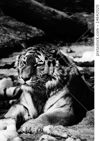 Amur Tora Amur Tora 14642020