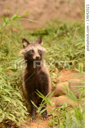 Hondo Tanuki 14642021