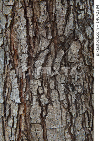bark wood 14642294
