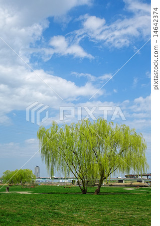 The blue sky spreads Kashima Nitta green area and Yanagi's young leaves The blue sky spreads Kashima Nitta green area and Yanagi's young leaves 14642374