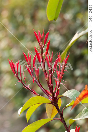 紅色標準的年輕葉子(Benicarp) 紅色標準的年輕葉子(Benicarp) 14642435