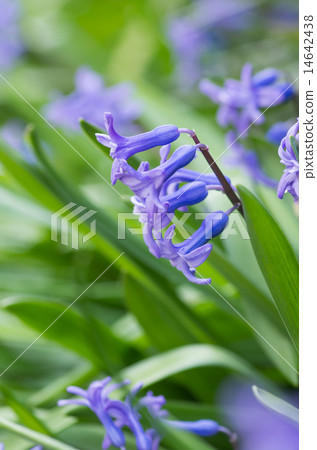 Bell Daffodil 14642438