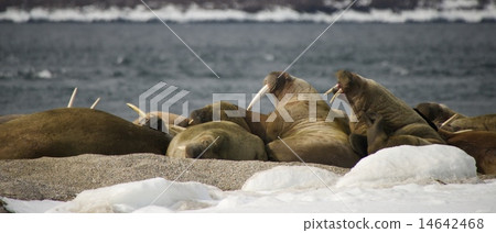 Panorama of walruses at snowy Arctic haul-out 14642468