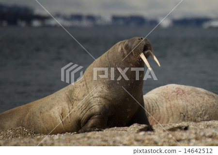 Walrus rising up on flippers on beach Walrus rising up on flippers on beach 14642512