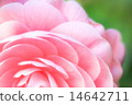 Pink camellia 14642711