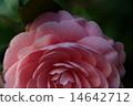 Pink camellia 14642712