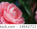 Pink camellia 14642713