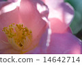 Pink camellia 14642714