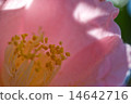 Pink camellia 14642716