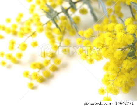 含羞草裁減花，室內，白色背景 14642771