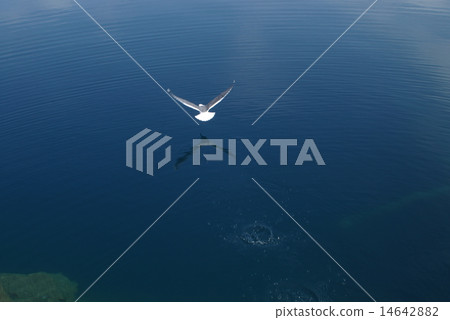 Seagulls to fly away Seagulls to fly away 14642882