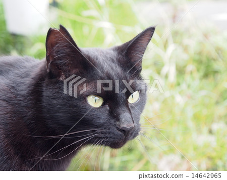 Black Cat Kyotong 14642965