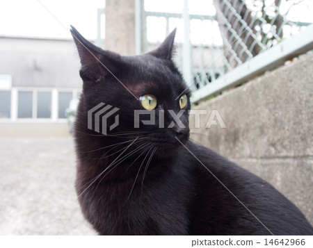 黑貓Kyotong 14642966