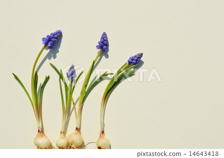 Muscari 14643418