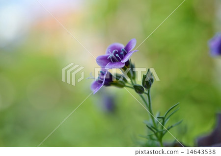 Gillia tricolor "Twilight" Gillia tricolor "Twilight" 14643538