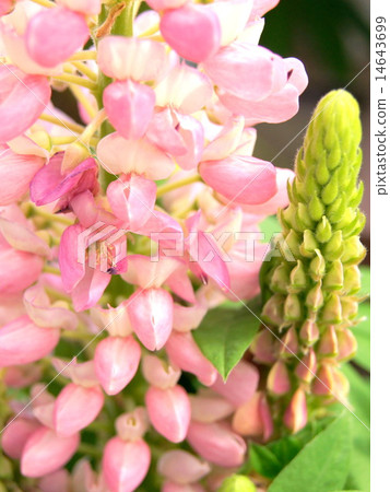 盆栽羽扇豆（粉紅色） 14643699