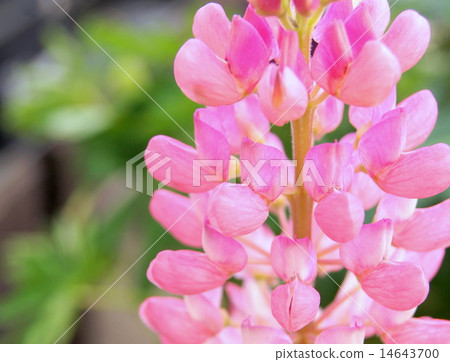 盆栽羽扇豆（粉紅色） 14643700