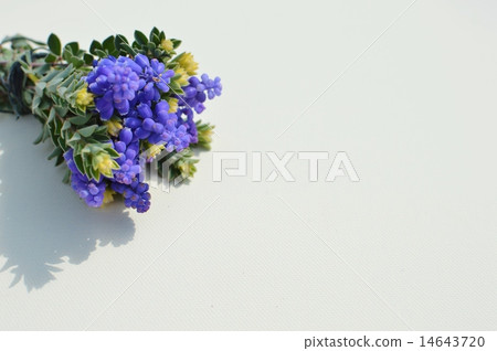 Muscari bouquets 14643720