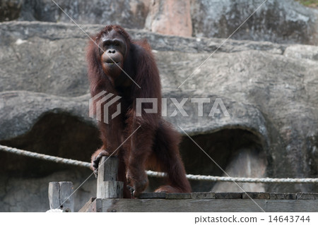 the orangutan the orangutan 14643744