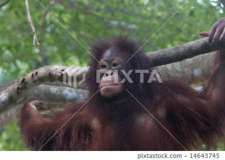 the orangutan the orangutan 14643745