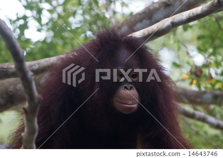the orangutan the orangutan 14643746
