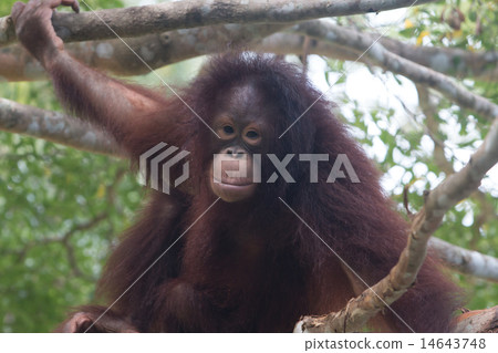 the orangutan 14643748