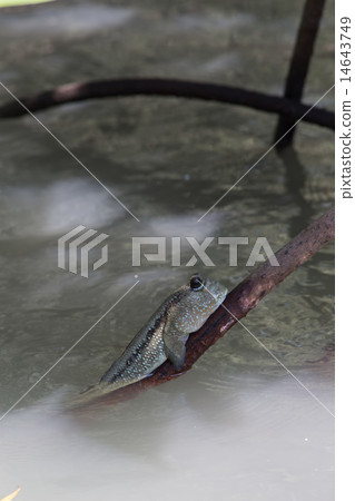 beautiful Mudskipper fish beautiful Mudskipper fish 14643749