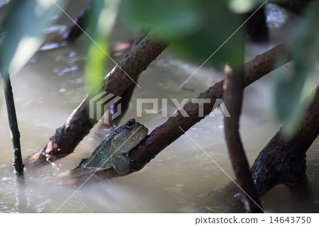 beautiful Mudskipper fish beautiful Mudskipper fish 14643750