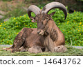 Barbary sheep 14643762