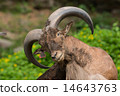 Barbary sheep 14643763
