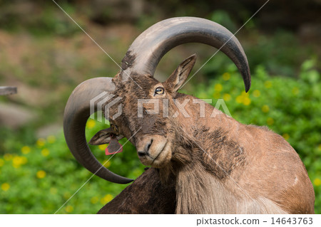 Barbary sheep Barbary sheep 14643763