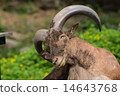 Barbary sheep 14643768