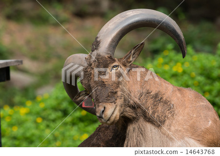 Barbary sheep 14643768