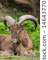 Barbary sheep 14643770