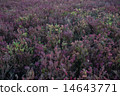 suaeda grass 14643771