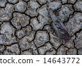 Background of dry cracked soil dirt or earth   14643772