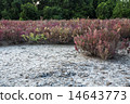 suaeda grass 14643773