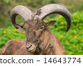 Barbary sheep 14643774